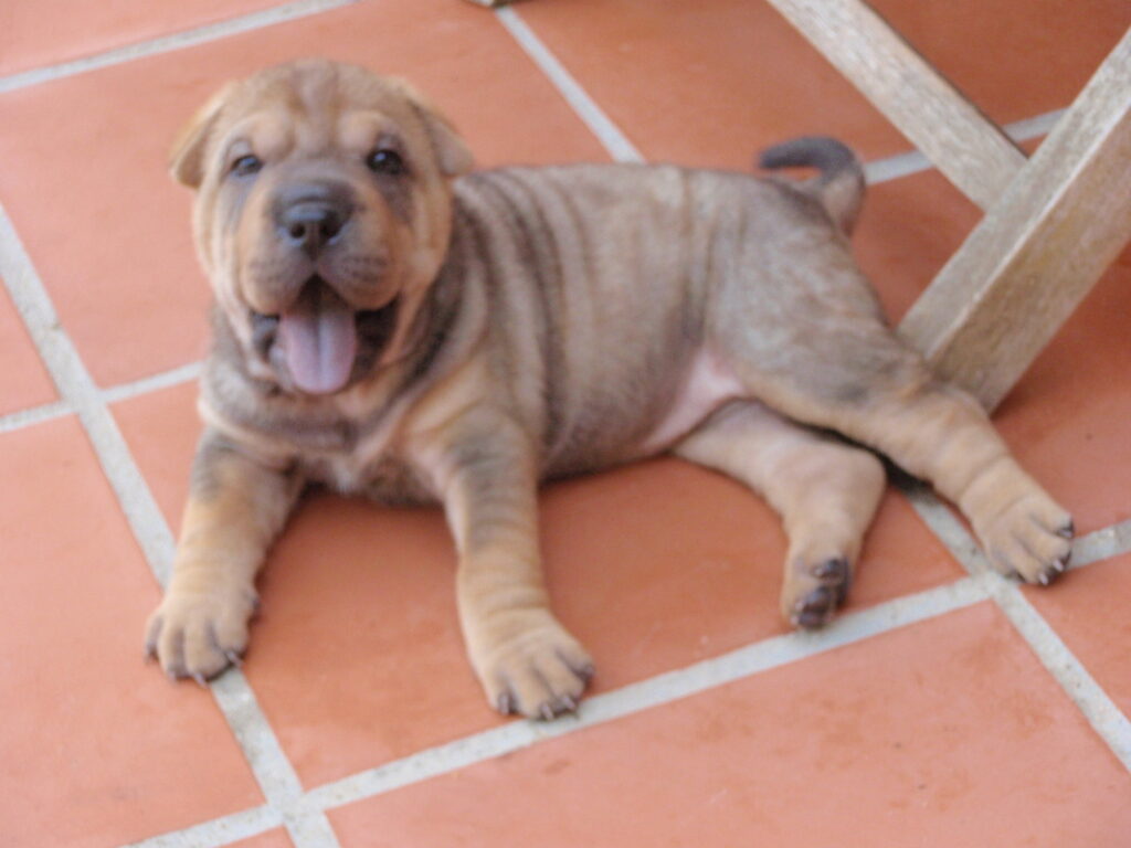 Shar pei