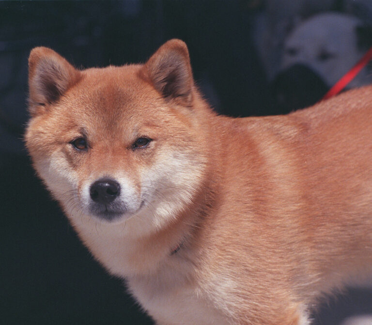 Shiba