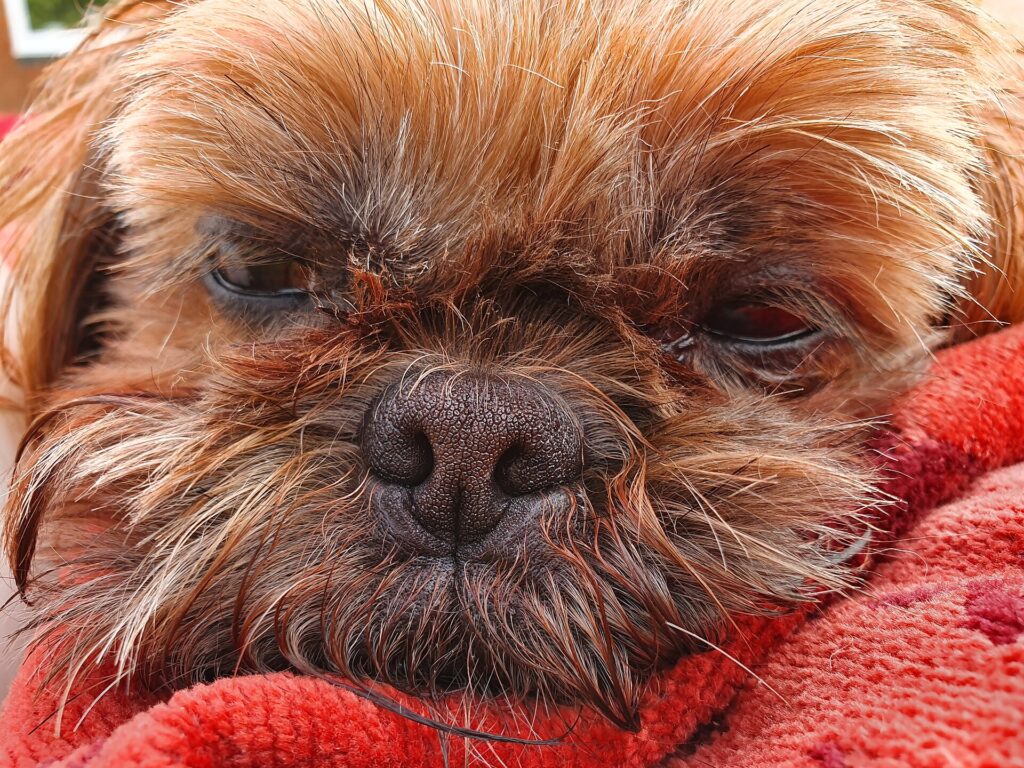 Shih tzu