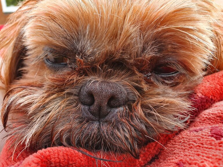 Shih tzu