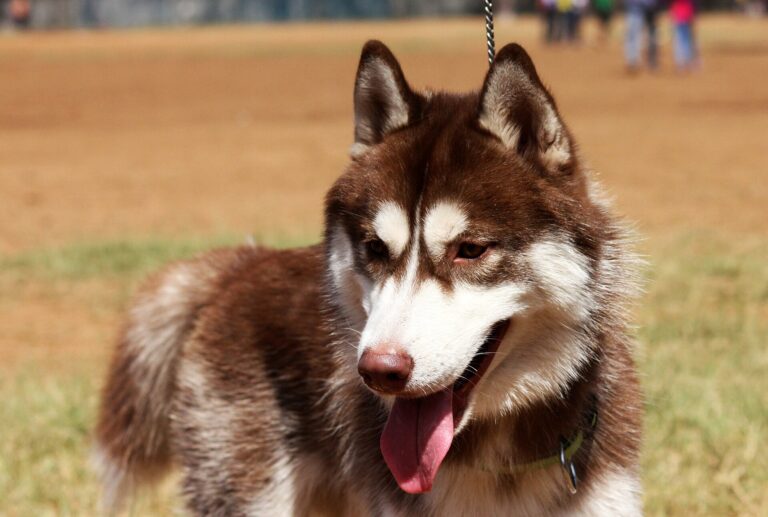 Siberian husky