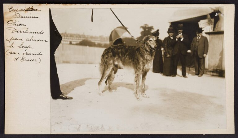 Skotsk hjortehund