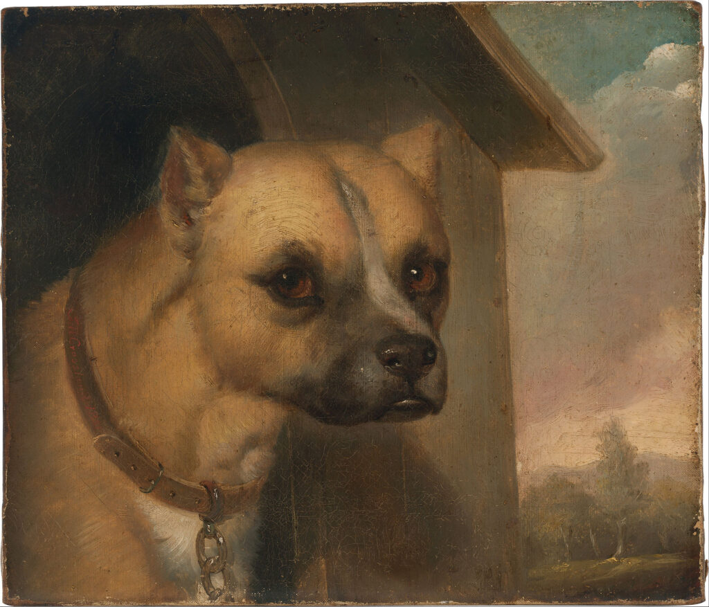 Staffordshire bull terrier