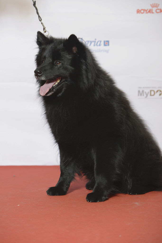 Svensk lapphund