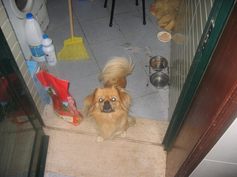 Tibetansk spaniel