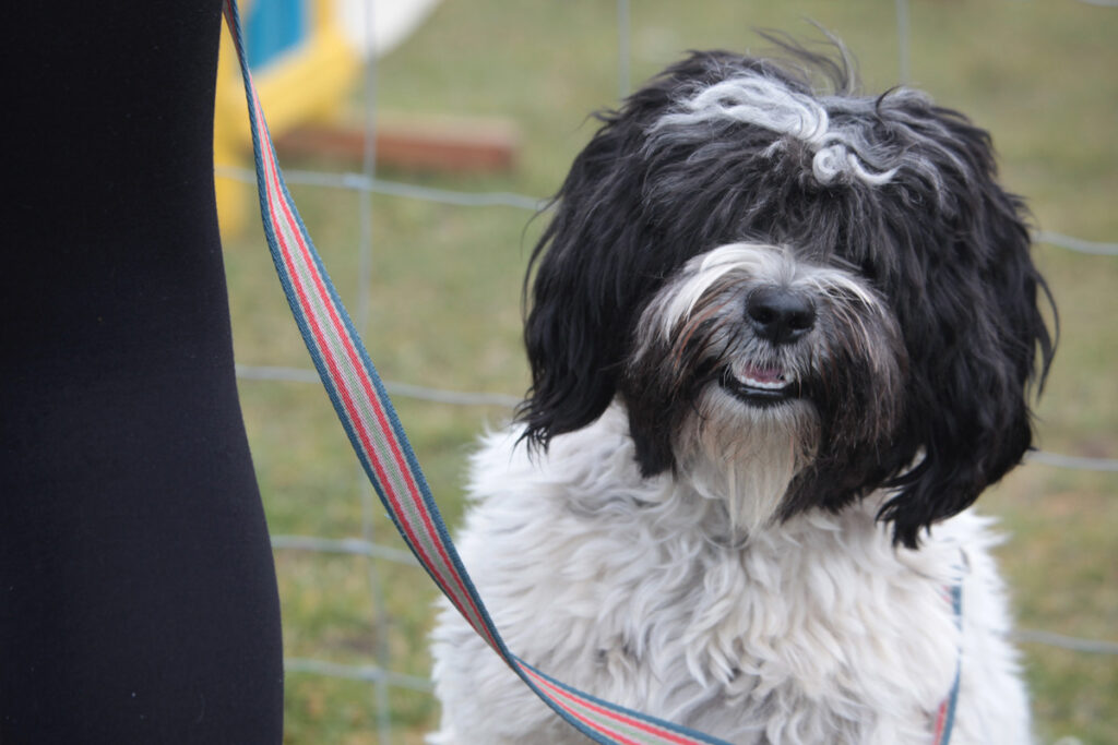 Tibetansk terrier