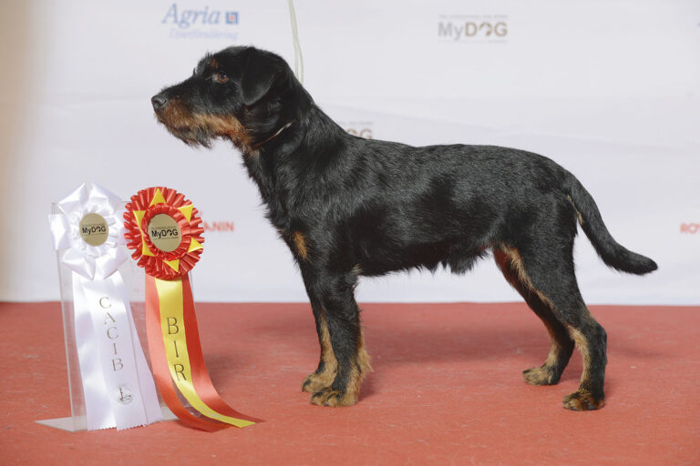 Tysk jaktterrier