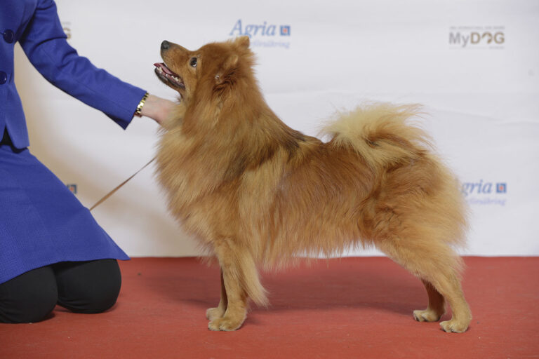 Tysk spets