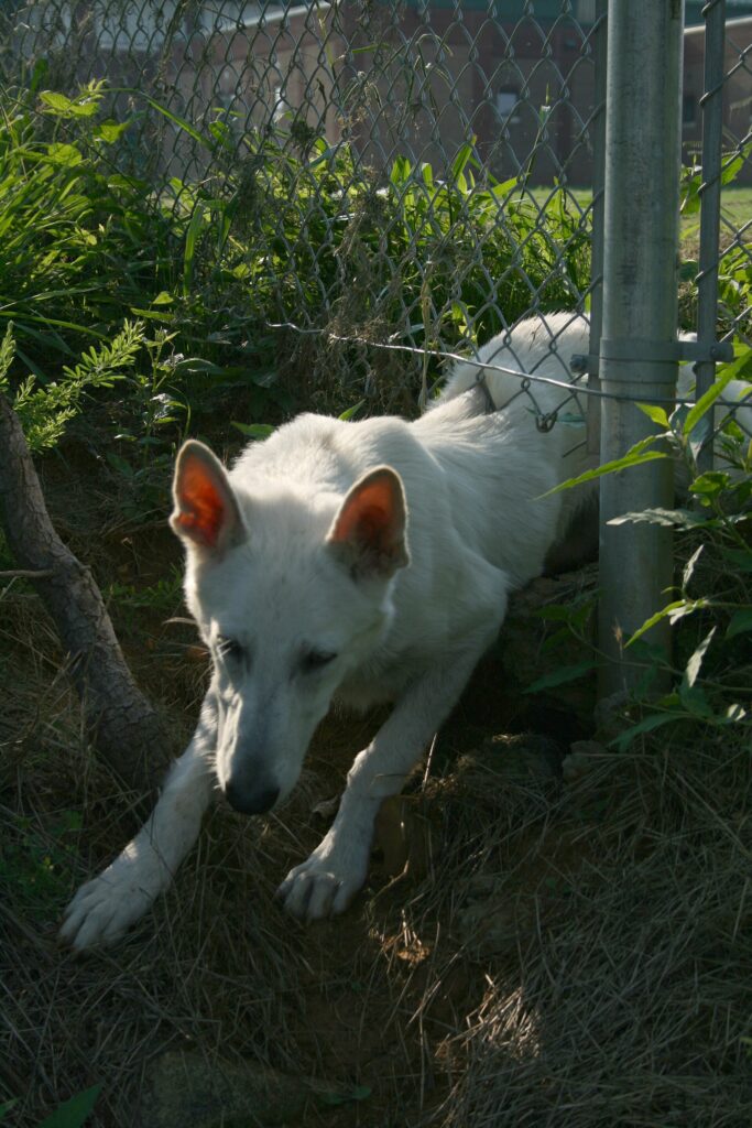 Vorstehhund strihåret