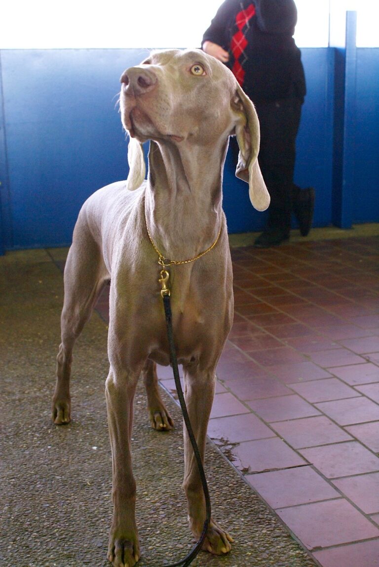 Weimaraner