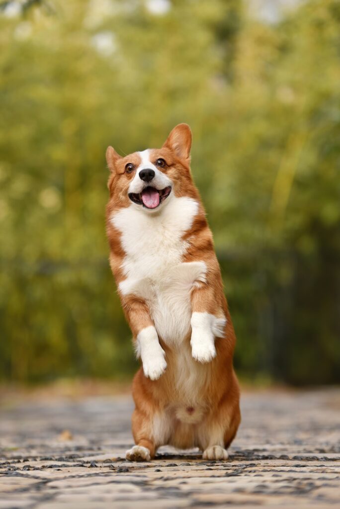 Welsh corgi pembroke
