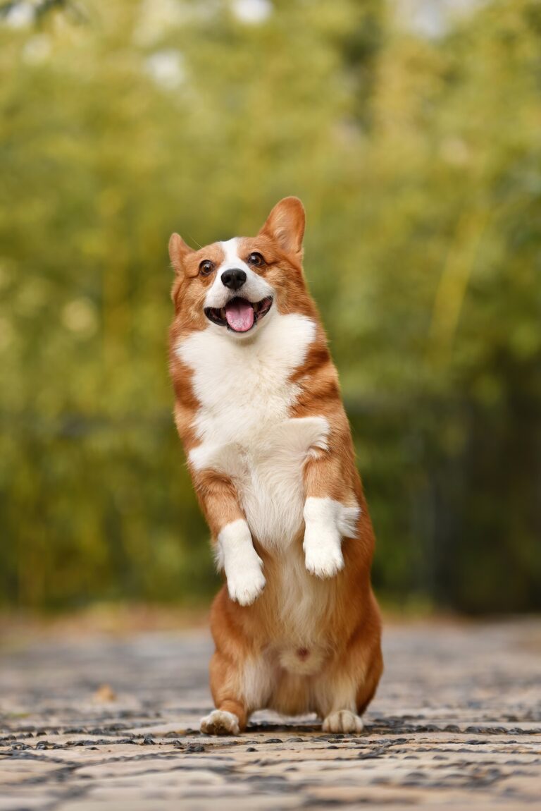 Welsh corgi pembroke