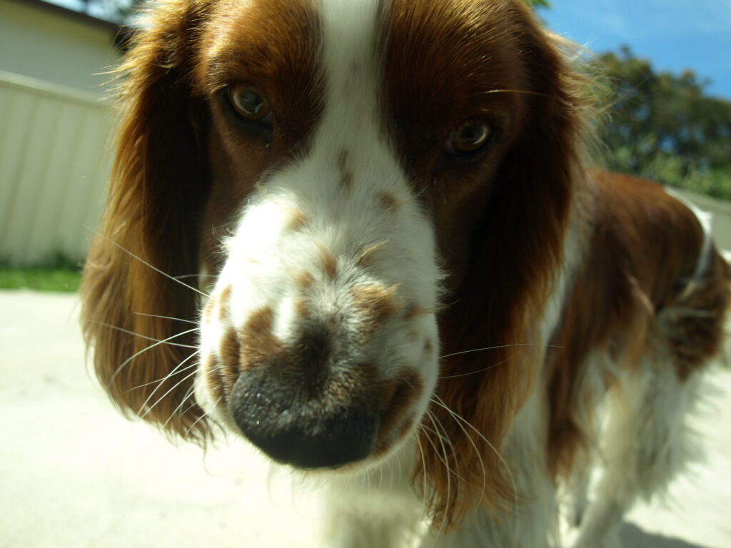 Welsh springer spaniel