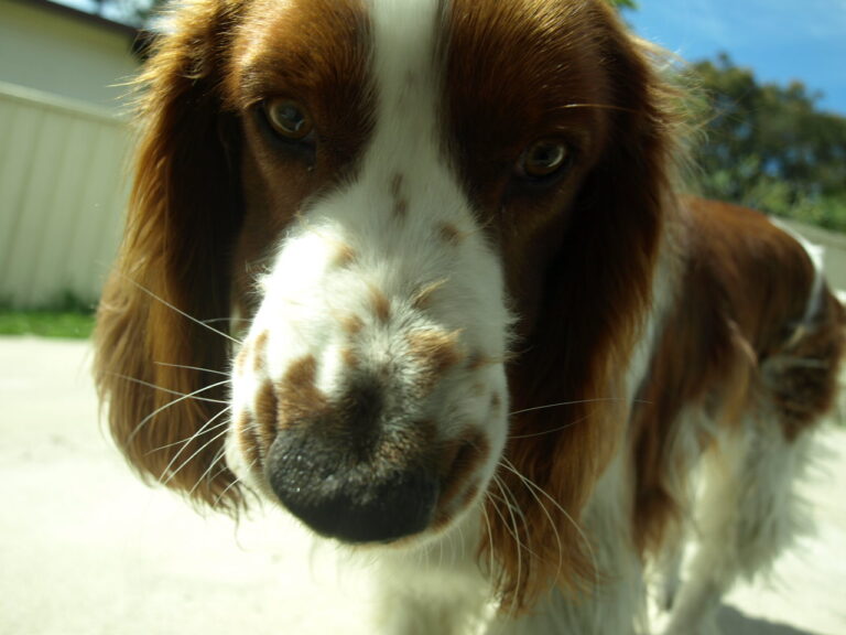 Welsh springer spaniel