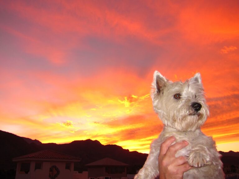 West highland white terrier