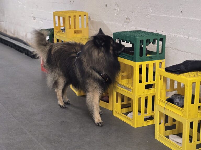 Keeshond søker mellom kassene på snusetreningen