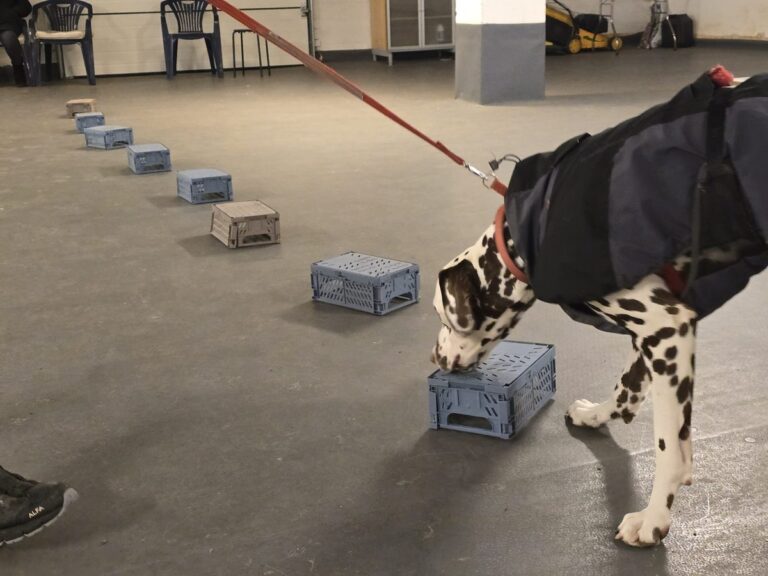 Hund søker langs en rekke bokser på snusetreningen i Ulvika
