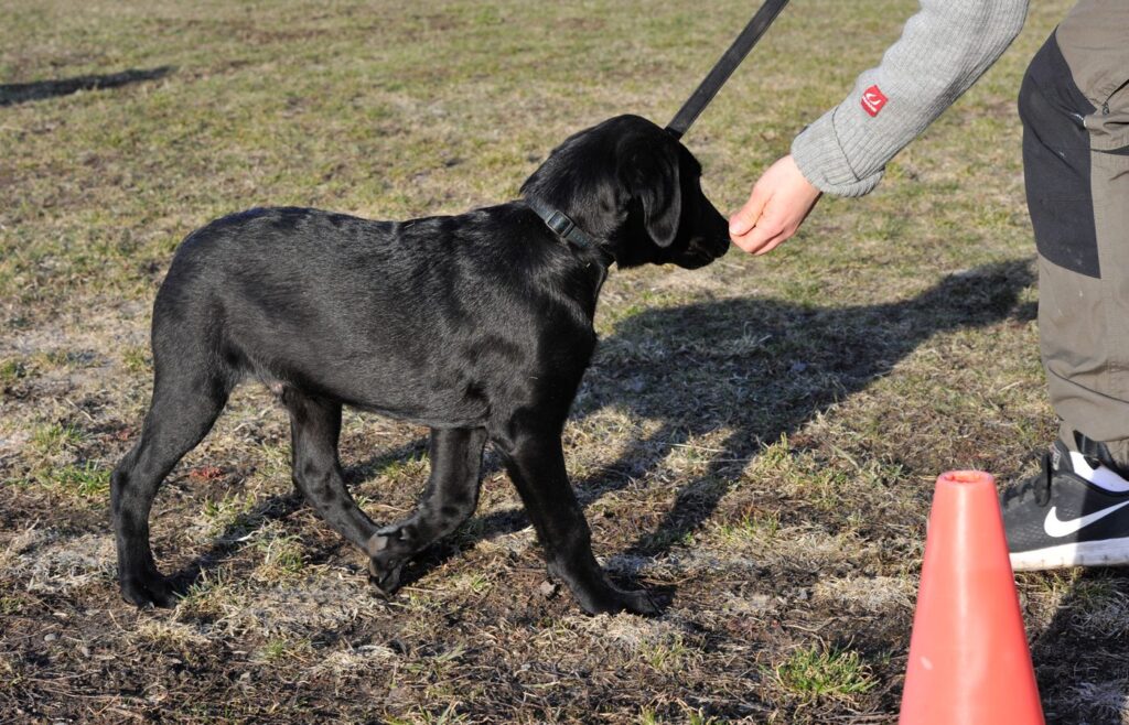 Labradorvalp går pent i line ved siden av fører på valpekurs